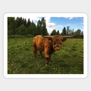 Scottish Highland Cattle Bull 1786 Sticker